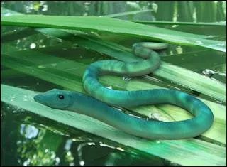 De quelle classe est le Phlegethontia linearis ?