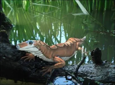 En quelle anne le Spinoaequalis a-t-il t dcouvert et nomm par Michael deBraga et Robert Reisz ?