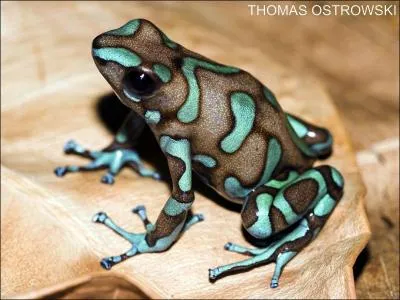 Quelle est cette dendrobate ?