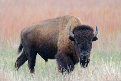 De quels continents sont originaires les bisons ?