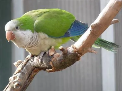 Quelle est cette perruche ?