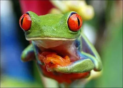 Quel est le nom scientifique de cette grenouille ?