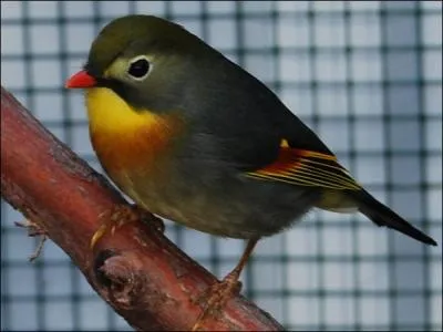 Quel est cet oiseau ?