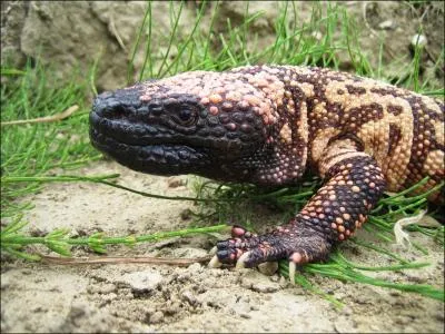 Quelle est la particularit de ce lzard ?