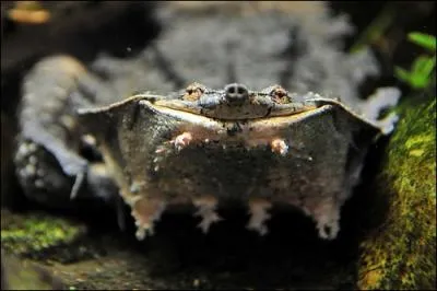 Quel est le nom de cette tortue ?