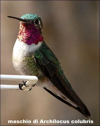 De quel colibri s'agit-il ?