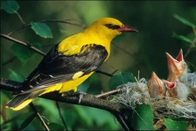 Quel est cet oiseau ?