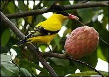 Quel est ce fruit tropical dont le got sucr rappelle celui la pomme cannelle ?