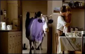 Quelle est cette vache ?
