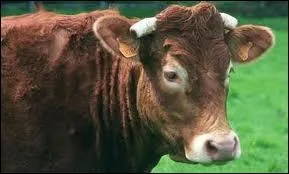 Sa viande est labellise et certifie, lev dans les Landes et le Nord des Pyrnes atlantiques, c'est :