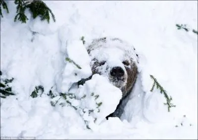 Tous les ours hibernent (ou hivernent) !