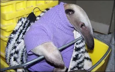 Fourmis et termites sont son rgal !