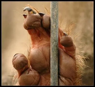 Cette main vous envoie un petit bonjour de Borno !