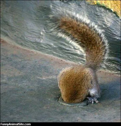 La curiosit est son principal dfaut ... ou sa principale qualit !