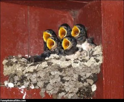 Pour l'instant, elles ont d'autres soucis que de faire le printemps !