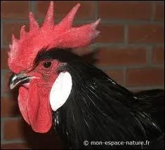 Il fut président du Conseil de la IVe République de novembre 1957 à avril 1958.