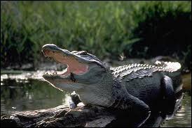 Combien pse l'alligator ?