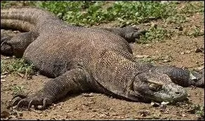 Combien pse le dragon de Komodo ?