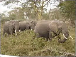 Combien pse l'lphant d'Afrique ?