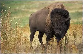 Combien pse le bison d'Amrique ?