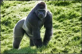 Combien pse le gorille ?