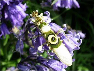 Quelle est cette sorte de mante ?