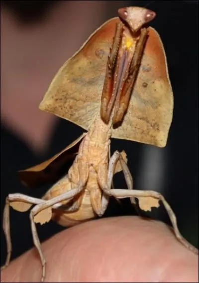 Quelle est cette sorte de mante ?