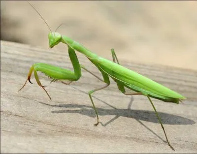 Quelle est cette sorte de mante ?
