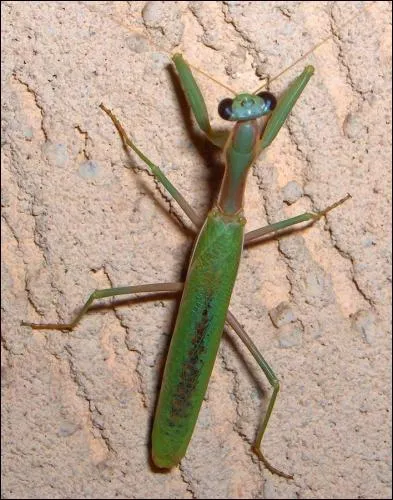 Quelle est cette sorte de mante ?