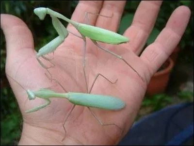 Quelle est cette sorte de mante ?