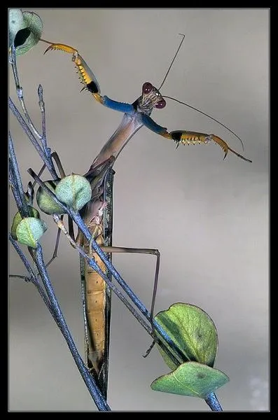 Quelle est cette sorte de mante ?