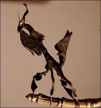 Quelle est cette sorte de mante ?