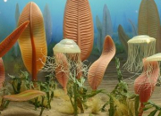 Quiz Cambrian fauna