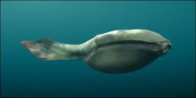 Lequel de ces noms de poissons ne date pas de l'Ordovicien ?