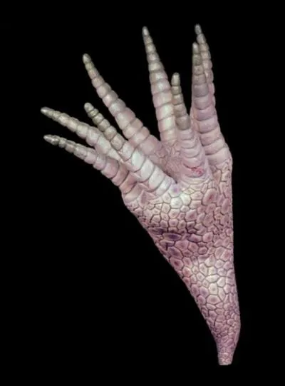 Qu'est-ce qu'un Echmatocrinus ?