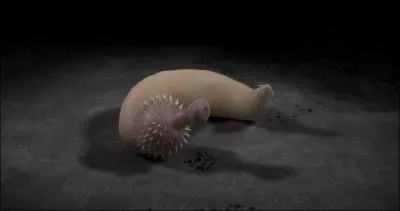 L'Ottoia Prolifica est un des premiers organismes  avoir une bouche et un systme digestif complexe. Combien mesurait-il ?