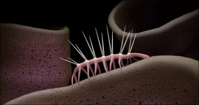 Les pines du Hallucigenia ont d'abord t prises pour ses pattes. O trouve-t-on principalement ce ver de 3 cm ?