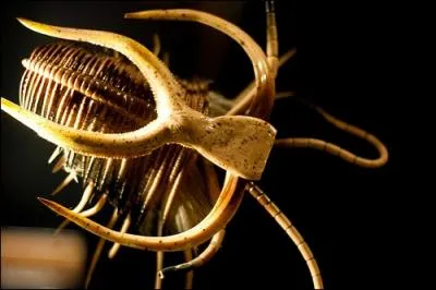 Le Marrella Splendens est un arthropode de moins de 2 cm qui possde plus de 20 paires de pattes et deux paires d'appendices cphaliques uni-rames, quel autre animal possde ces appendices ?