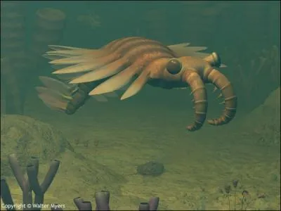 Le plus grand prdateur de l'poque tait l'Anomalocaris avec plus d'un mtre de long. Les scientifiques ne trouvrent que des morceaux de son corps. Avec quel animal avait-il t confondu ?
