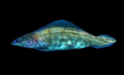 Quand est apparu le Haikouichthys, le premier poisson et donc, le premier vertbr (avec le Pikaia et le Myllokunmingia) ?