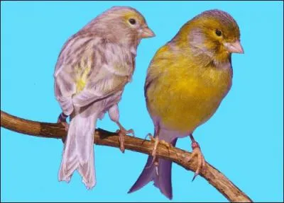 Compltez le titre de cette chanson : La cage aux...