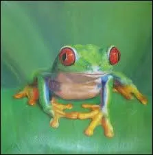 En anglais, comment dit-on  grenouille  ?