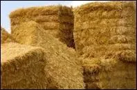 Chat +  Fourrage destin  l'alimentation des animaux domestiques  :