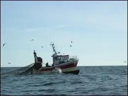 Chat +  Facteur d'instrument de musique  cordes  :