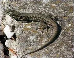 Chat +  Lorsque qu'on coupe cette partie du lzard, elle repousse  :