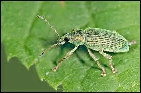 Chat +  Somme que l'on donne en change d'un otage  :