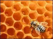 Chat +  Plantigrade qui adore le miel  :