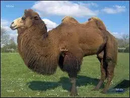 Chat +  lment d'une phrase  :