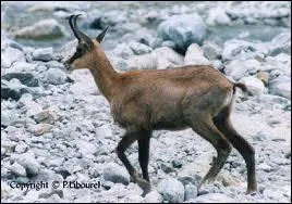 Chat +  Il y en a 12 dans une anne   :