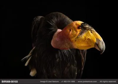 Acteur, il joua le rle d'un agent secret dbutant, menac durant trois jours !